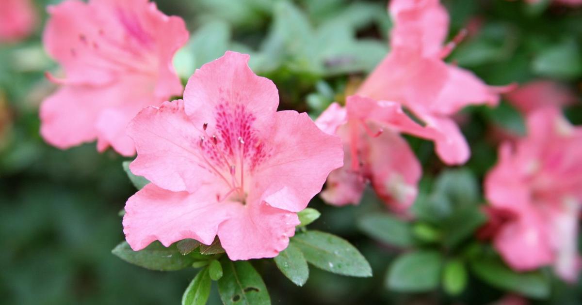 Pourquoi mes azalées perdentelles leurs feuilles