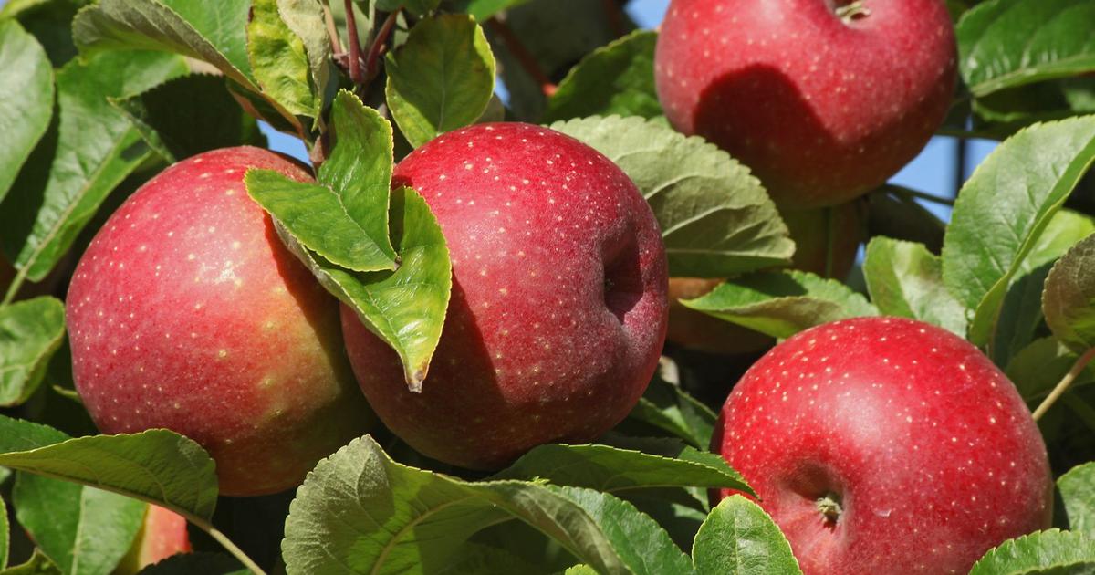Pommier, poirier pensez à choisir le bon portegreffe