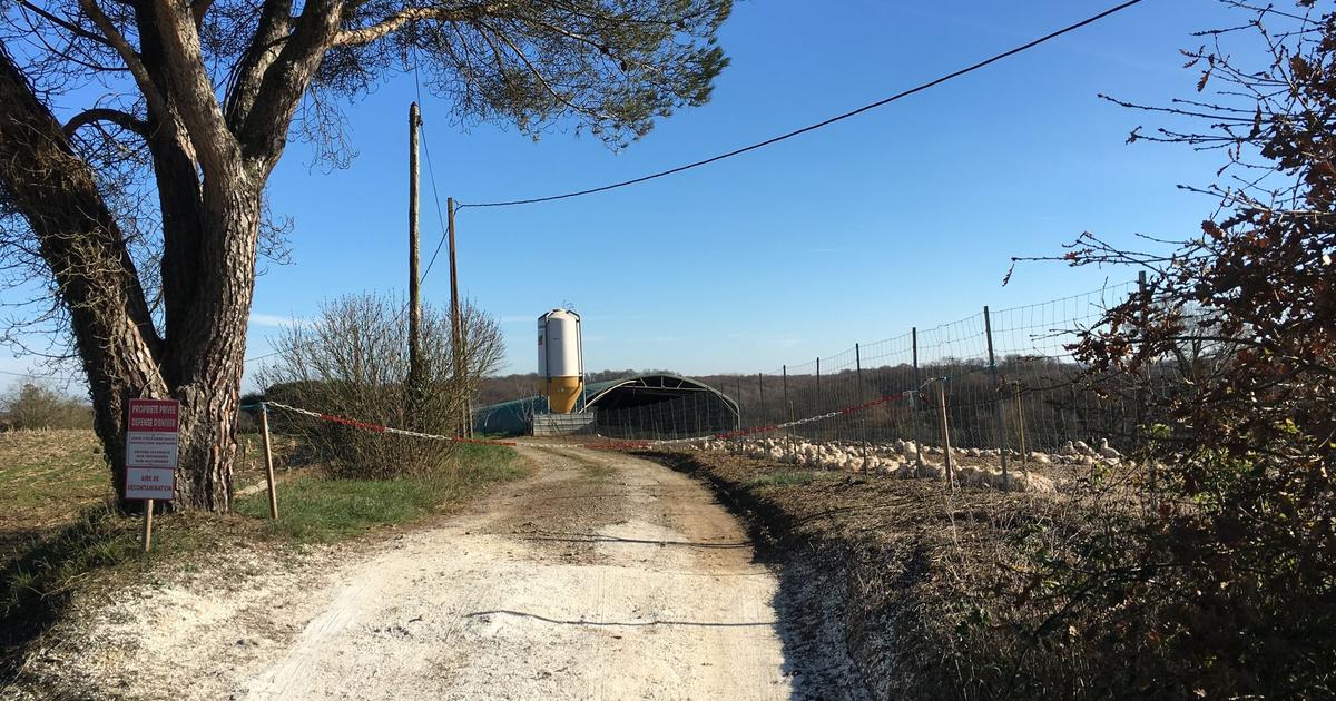 Les éleveurs de canards mitigés face à un nouveau vide sanitaire