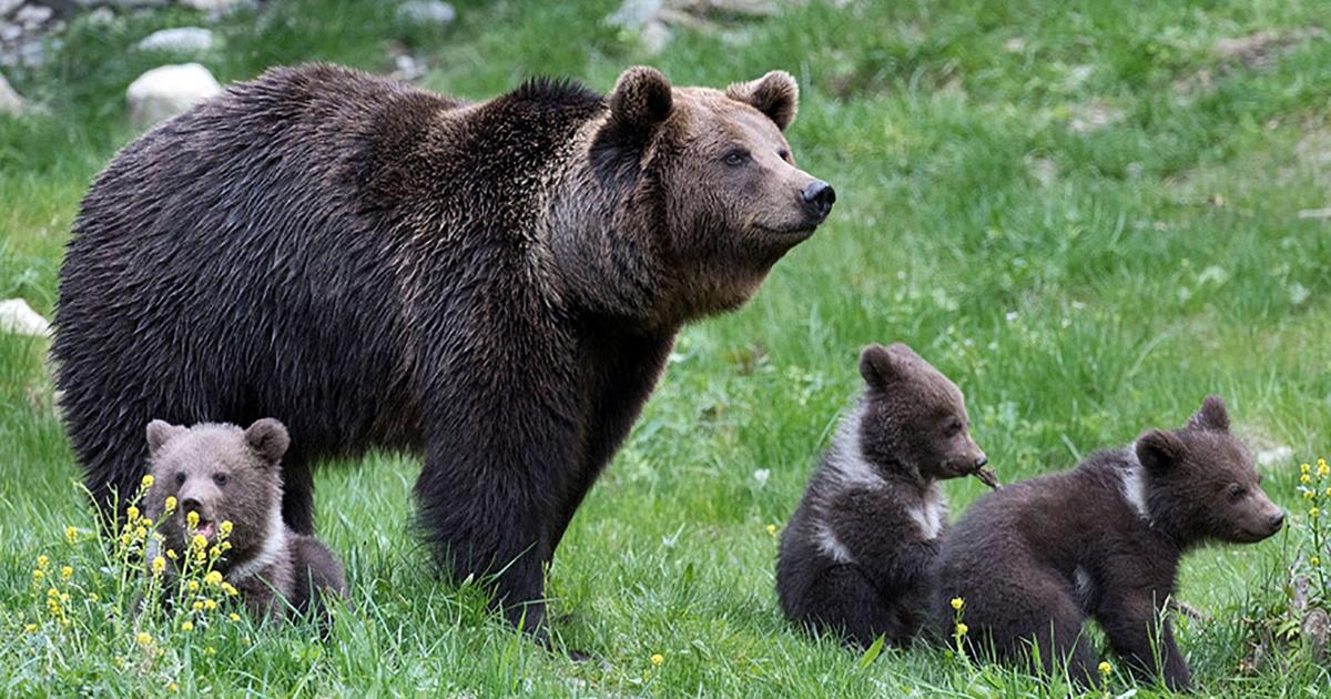 L'ours des Pyrénées: une fascination qui a toujours suscité la polémique !  