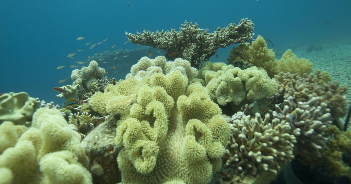 Des coraux résistants pour les mers trop chaudes