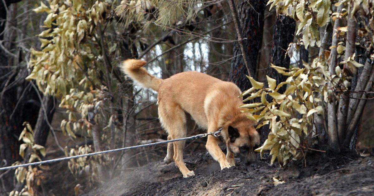 Des odeurs de synthèse pour les chiens renifleurs de cadavres