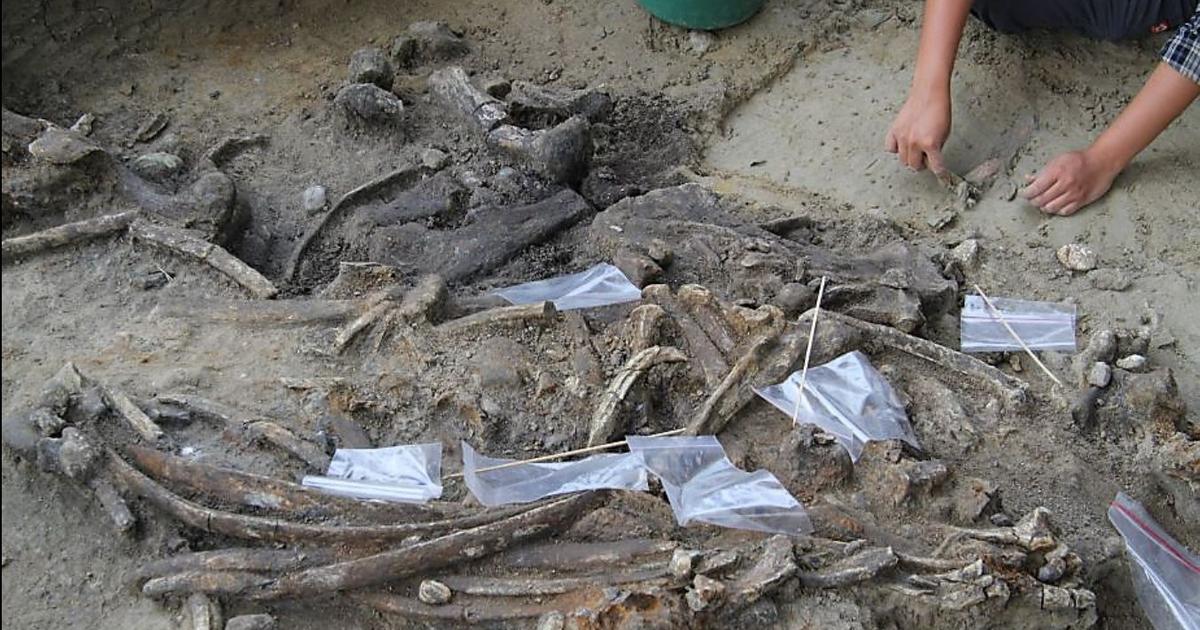 Un rhinocéros dévoré par des hommes il y a 700. 000 ans aux philippines