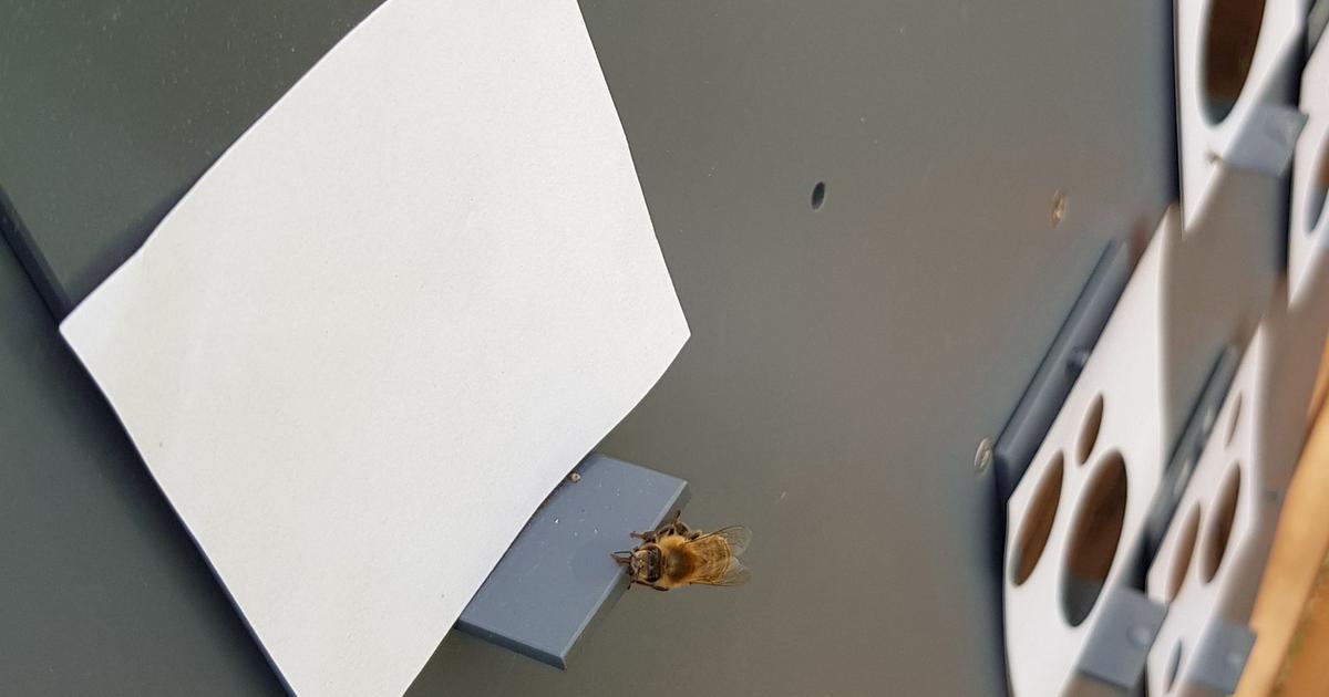 Les abeilles aiment compter et maîtrisent le concept du zéro