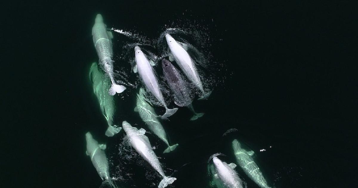 On L'appelle La Licorne Des Mers Les images exceptionnelles d'une licorne des mers adoptée par des bélugas