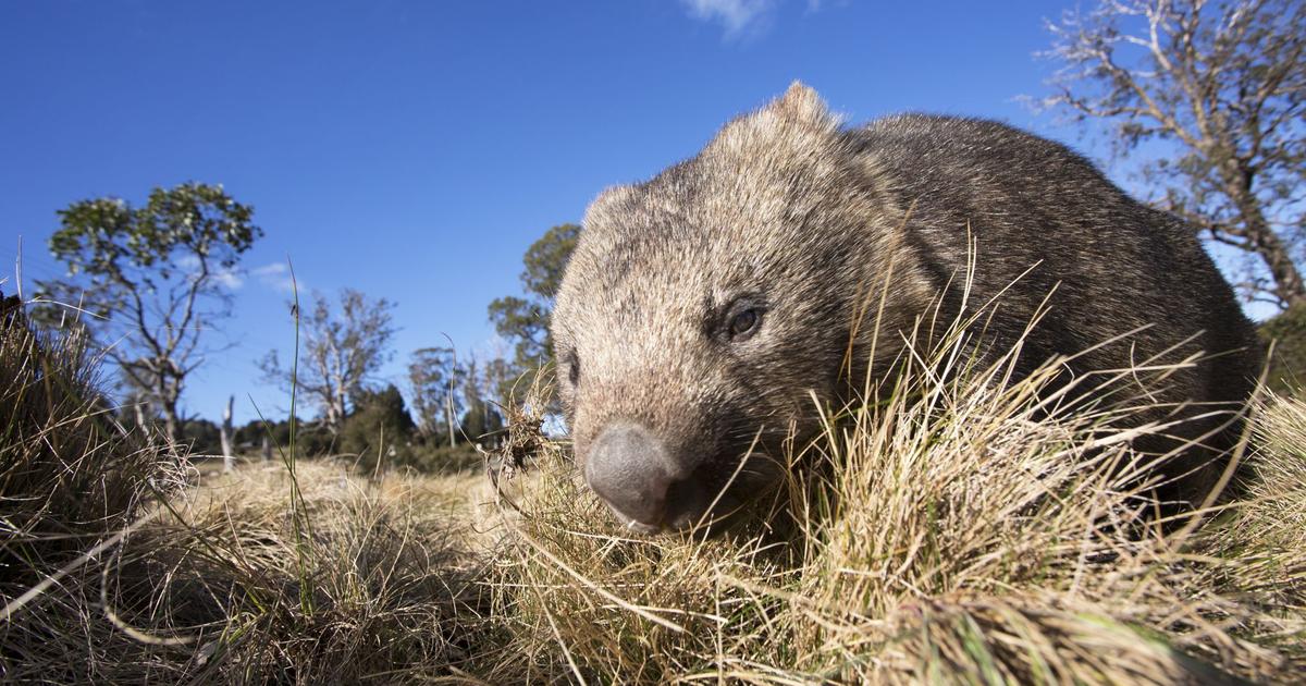 Le secret des crottes en cubes du wombat
