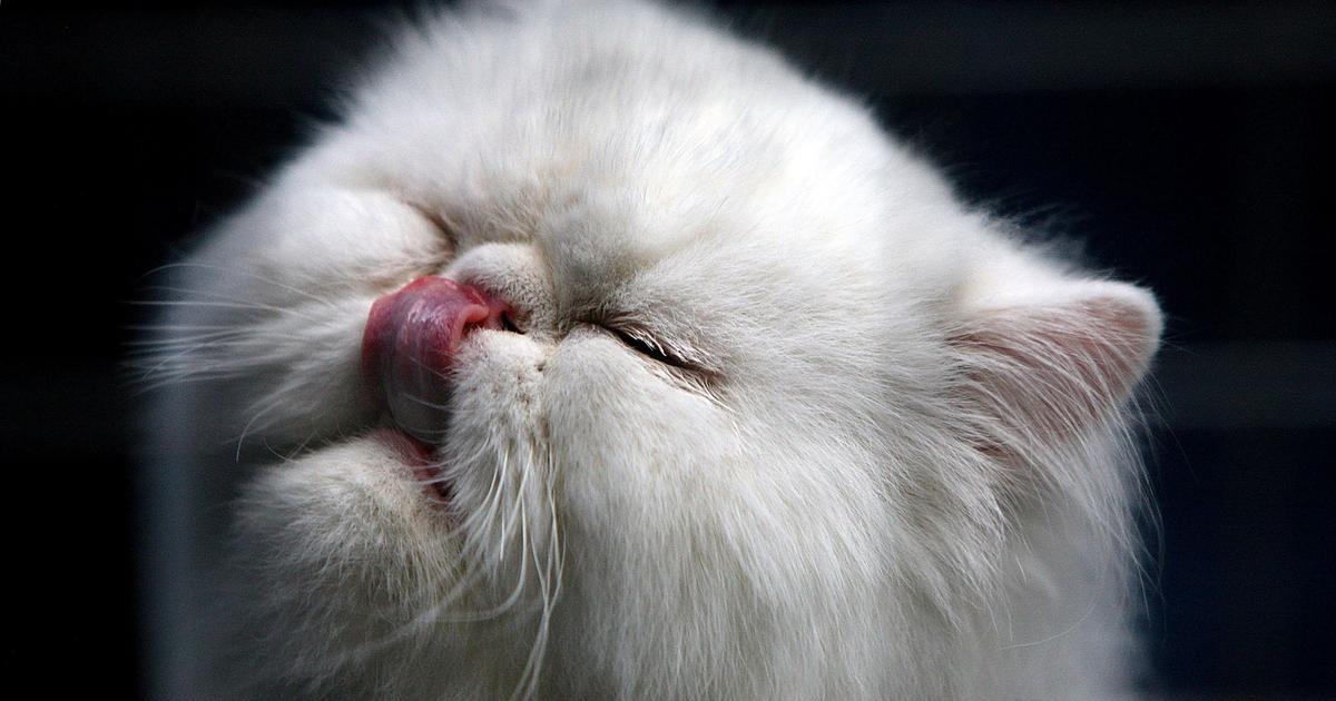 Comment Les Chats Parviennent A Mouiller Leur Fourrure Avec Leur Langue Rapeuse