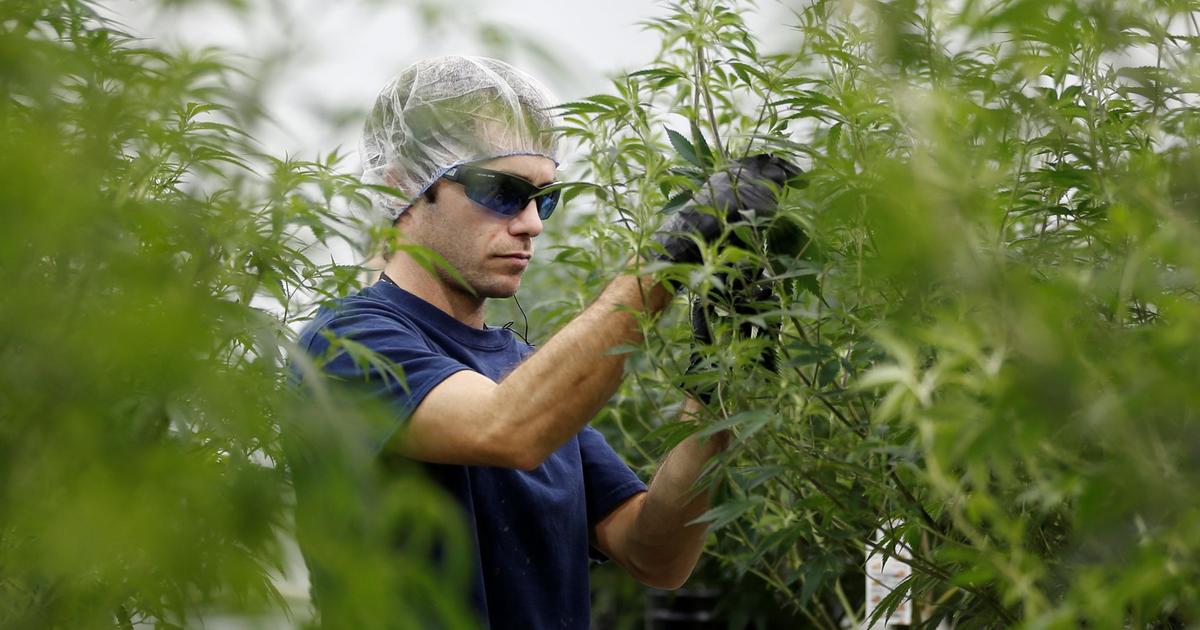 La légalisation du cannabis fait fleurir les start-up au canada