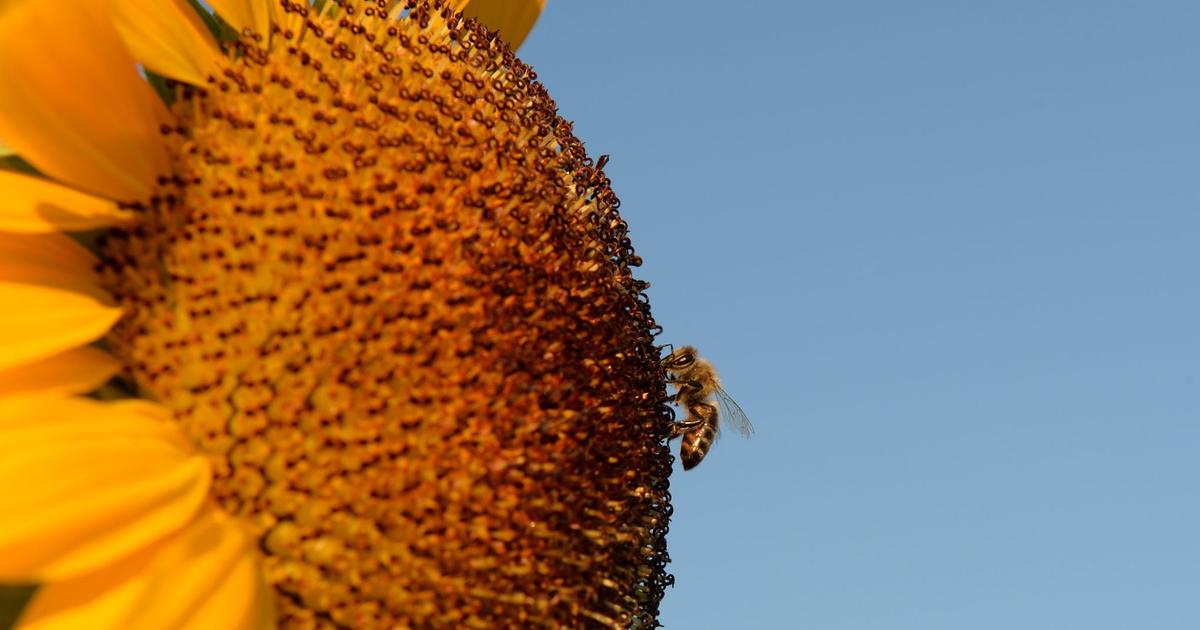 Pour sauver les abeilles, des apiculteurs envoient des graines aux quatre coins du monde