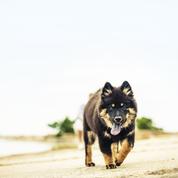 De nombreux chiens victimes de la leishmaniose chaque année