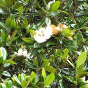 Quand élaguer un Magnolia grandiflora ?