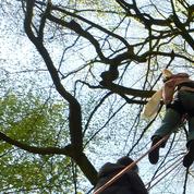 Et si vous appreniez à grimper aux arbres?