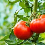 Tomate, aubergine, poivron: que penser des plants greffés ?