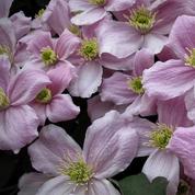 Lilas, clématite, forsythia : taillez les arbustes à floraison printanière