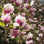 Le père du magnolia, cet  inconnu des jardins