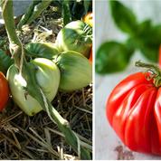 Comment reconnaître la vraie tomate C&#339;ur de b&#339;uf ?