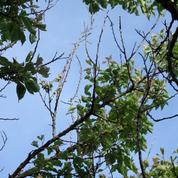 Abricotier: comment remédier au déssèchement des branches ?