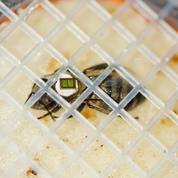 Les abeilles réagissent aux effets néfastes des pesticides