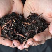 Compost : comment faire revenir les vers de terre ?