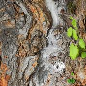 Mûrier platane: comment soigner un tronc fissuré?