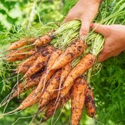 Comment lutter contre la mouche de la carotte ?