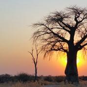 Comment sauver un baobab qui dépérit ?