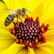 Malgré une forte mortalité, les abeilles produisent un peu plus de miel