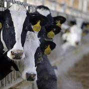 Deux associations réclament un droit de visite à la Ferme des mille vaches