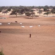 Du Sénégal à Djibouti, une Grande Muraille verte  contre la désertification