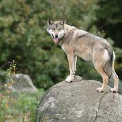 Loups : l'autorisation de la chasse ne réduit pas le braconnage