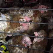 Une nouvelle vidéo choc dénonce des conditions d'élevage de poules dans l'Ain