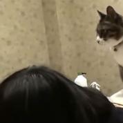 La nouvelle tendance au Japon: un massage effectué par un chat