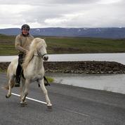Le secret du trot chez les chevaux islandais