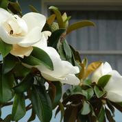Mon magnolia menace ma maison, que faire ?
