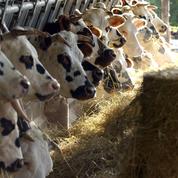 Un homme d'affaires iranien achète près de 400 vaches à la Normandie
