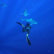 Rob Stewart, fervent défenseur des requins, disparaît en mer