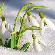 Fleurs du printemps, l'incroyable diversité des perce-neige