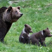 Dans les Pyrénées, la population d'ours augmente, la polémique persiste