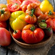 «Jardinez-vous!»: comment bien planter les tomates et les «légumes du soleil»