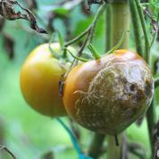 «Jardinez-vous !» : comment lutter contre les maladies sans pesticides ?