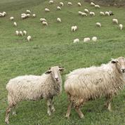 Comment l'homme a mis de la laine sur le dos des moutons