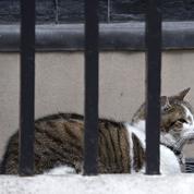 Aude : les 200 chats retrouvés morts auraient été victimes d'un virus