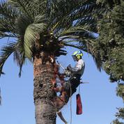 La mort annoncée des palmiers de la Côte d'Azur