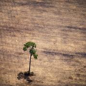 Déforestation : comment l'homme détruit la planète