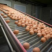 Cinq entreprises françaises «ont reçu des œufs contaminés»