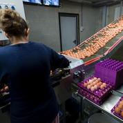 Œufs contaminés: en France, le scandale passe par les «ovoproduits»