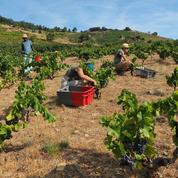 Vers la récolte de vin la plus petite depuis 1945 en France