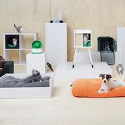 Chiens et chats peuvent désormais se meubler chez Ikea