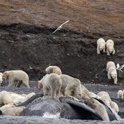 Près de 200 ours polaires massés sur une île à cause du réchauffement