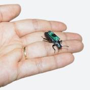 Ce scarabée-zombie piloté par des chercheurs pourrait un jour sauver des vies